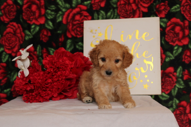 puppy, for, sale, Mini Goldendoodle F2, Matthew B. Stoltzfus, dog, breeder, Gap, PA, dog-breeder, puppy-for-sale, forsale, nearby, find, puppyfind, locator, puppylocator, aca